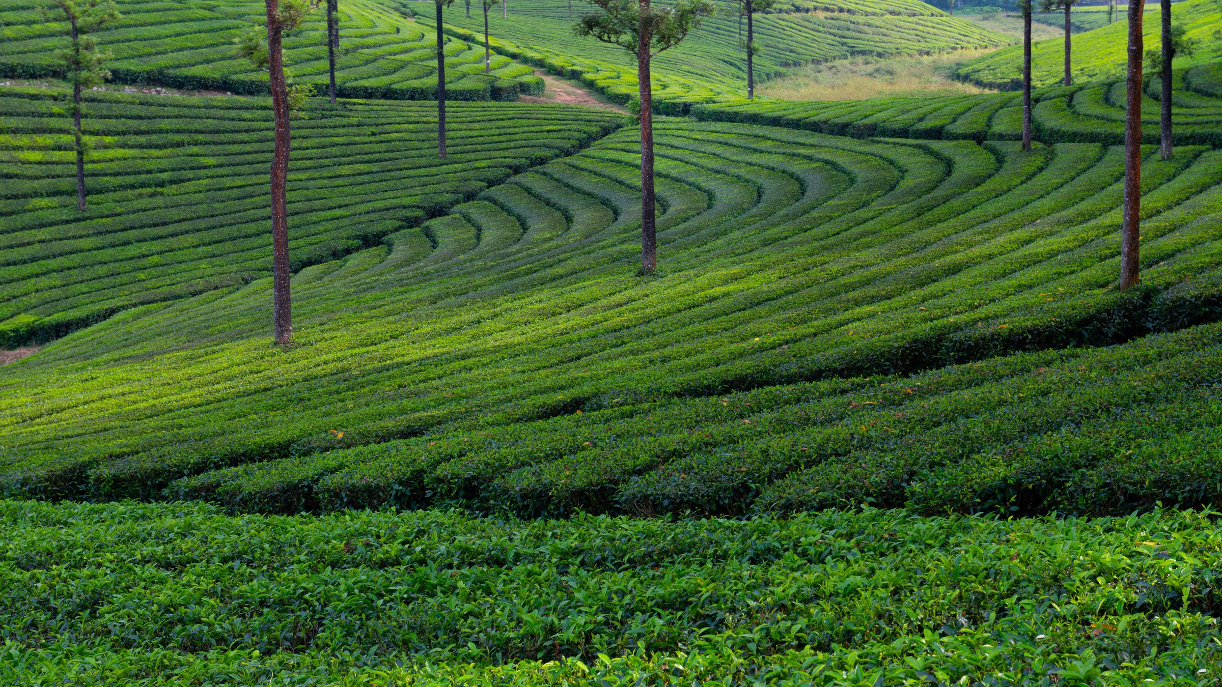 Tea plantations of Valparai