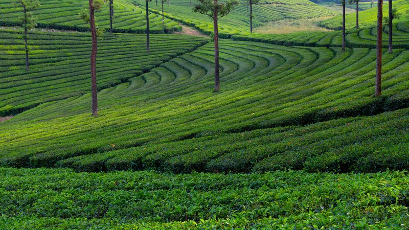 Tea plantations of Valparai