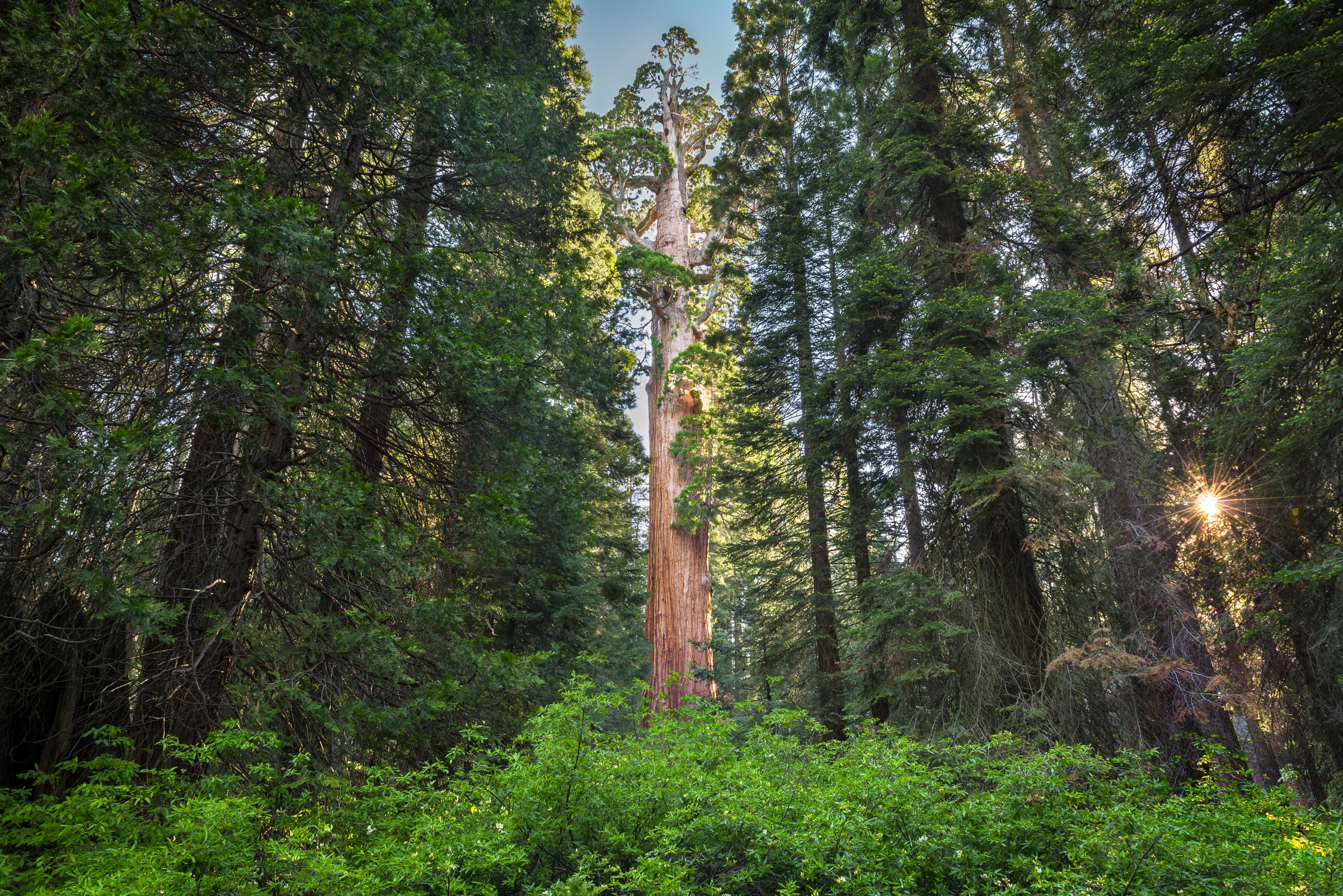 The General Grant Tree, Grant Grove, Kings Canyon National Park, California