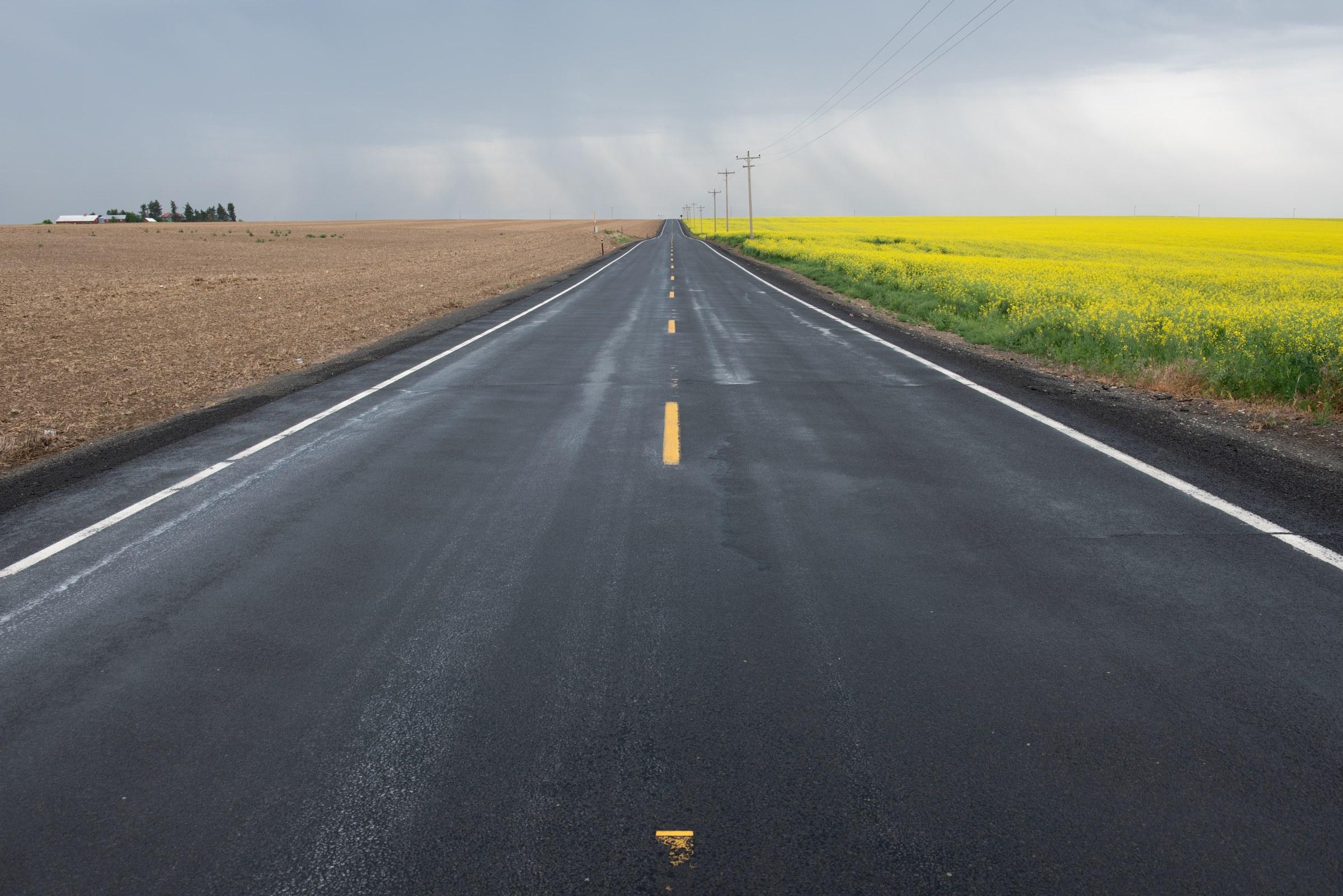 Mustard fields of Idaho