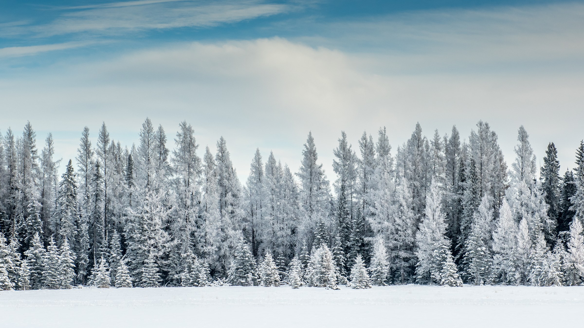 Frost covered trees in an Alberta winter