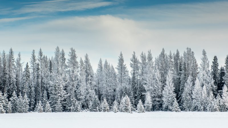 Frost covered trees in an Alberta winter
