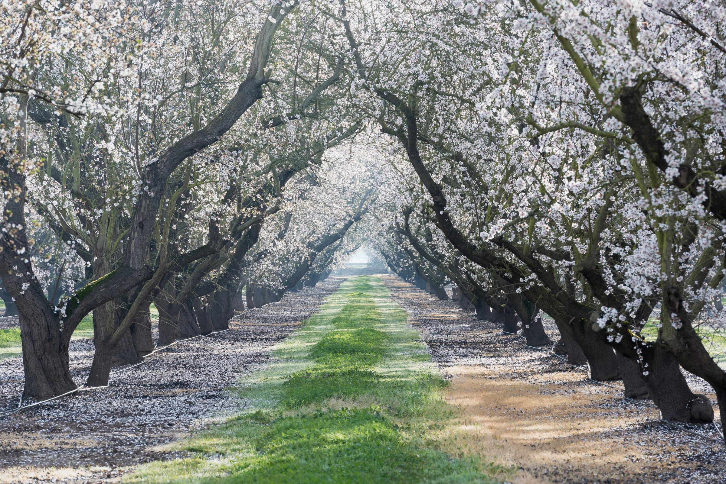 Almond orchard in bloom, California