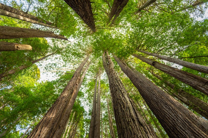 A grove of towering coastal redwood trees, Redwoods National Park, California
