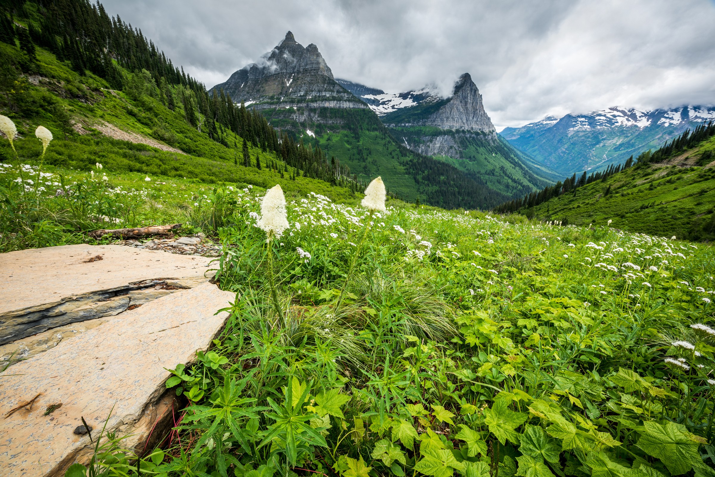 Beargrass blooming in Glacial National Park, Montana