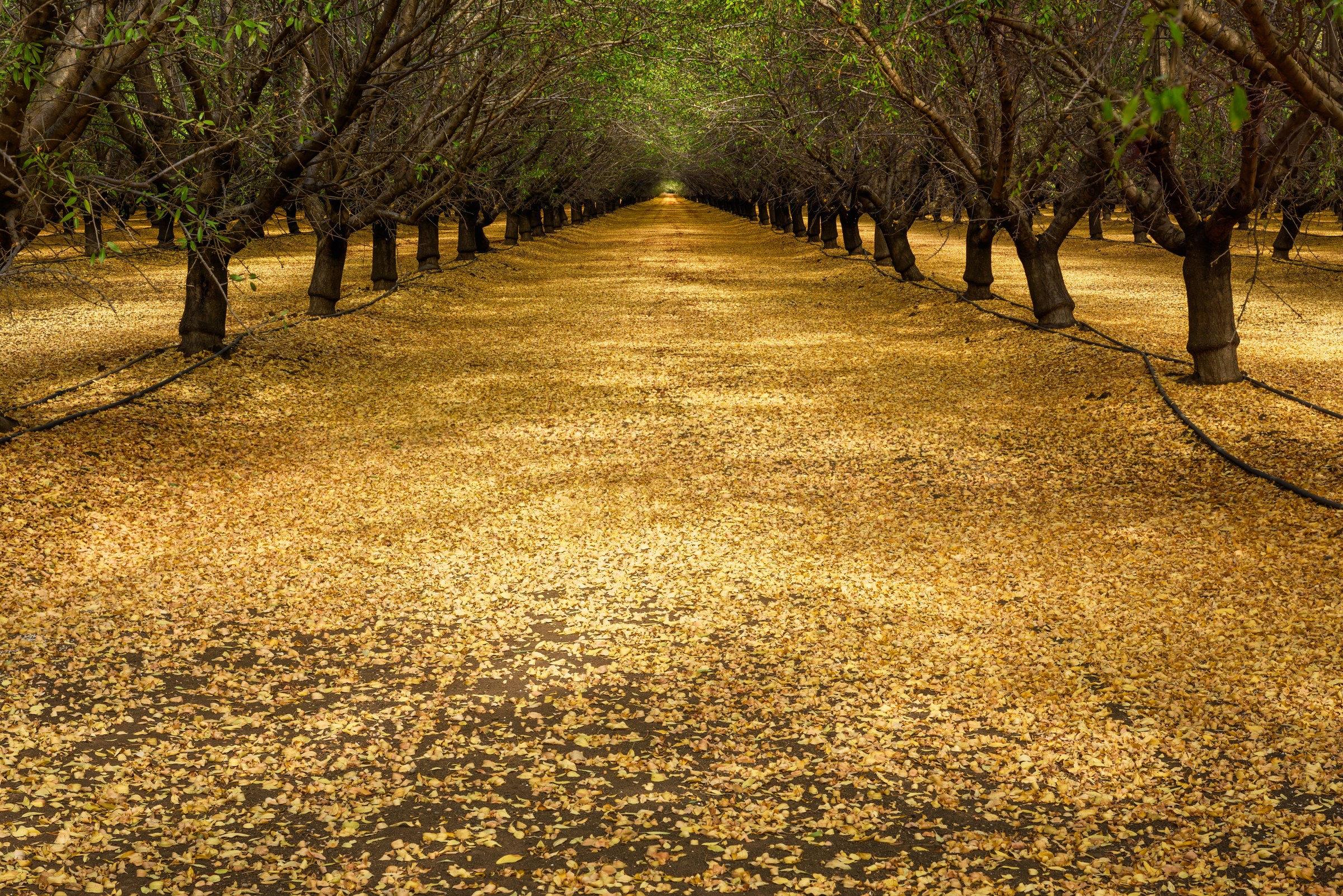 Almond Orchard in fall, California