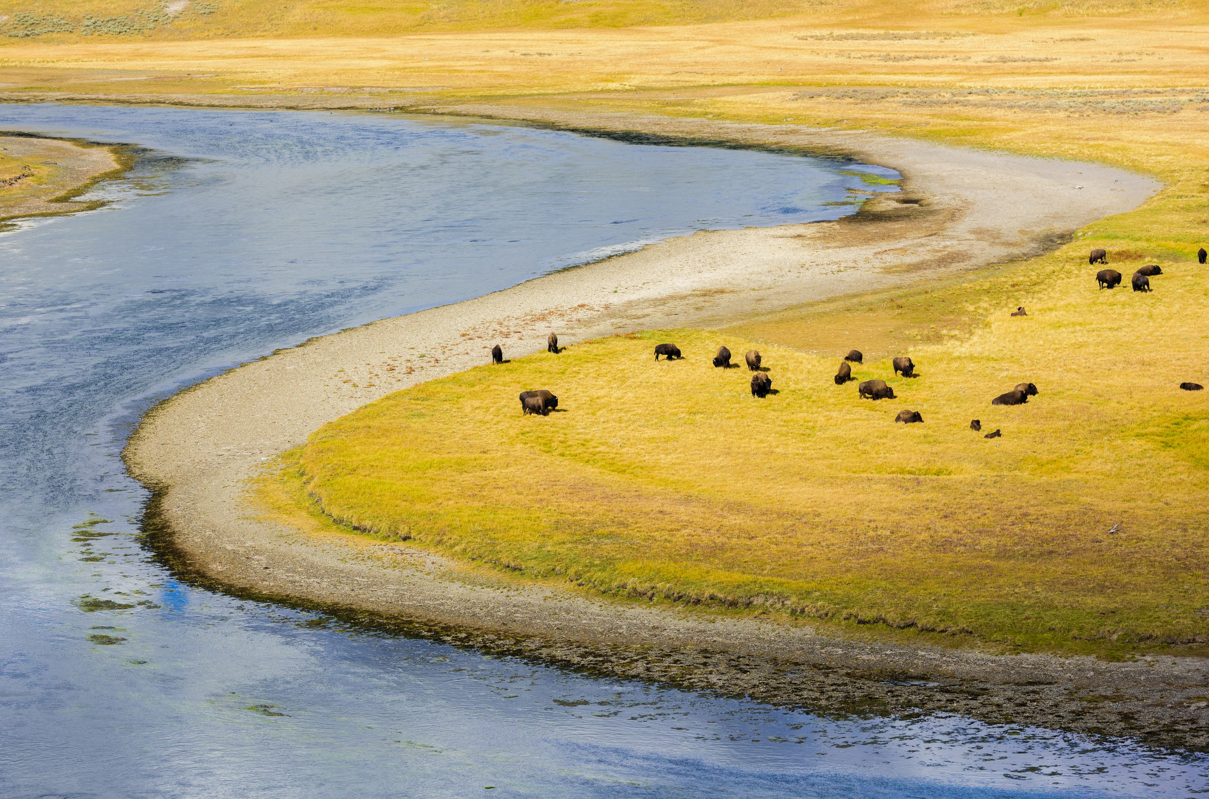 A herd of Bison grazing at Hayden Valley, Yellowstone National Park, Wyoming
