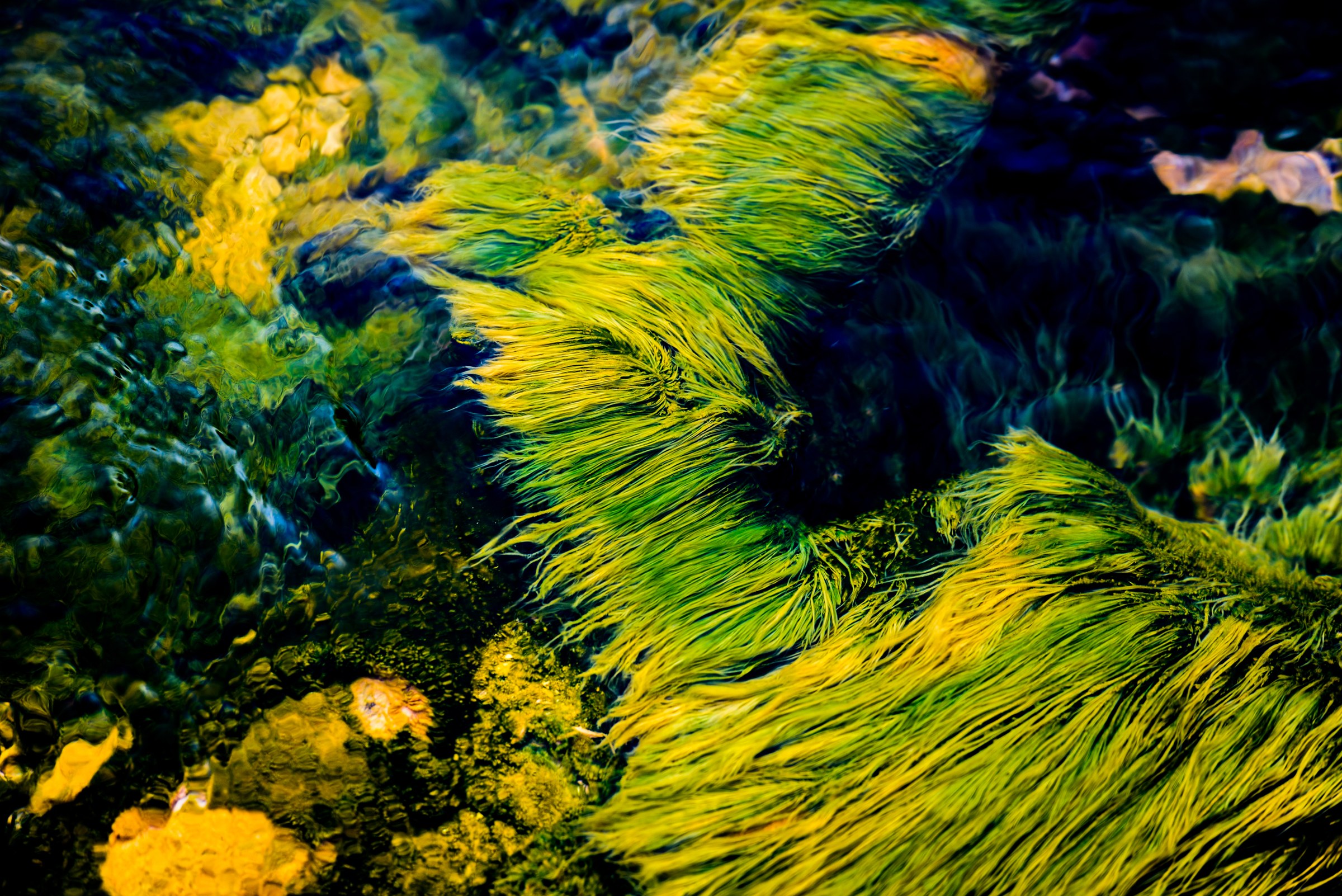 Green algae living in hot water flowing from a geyser at Yellowstone National Park, Wyoming