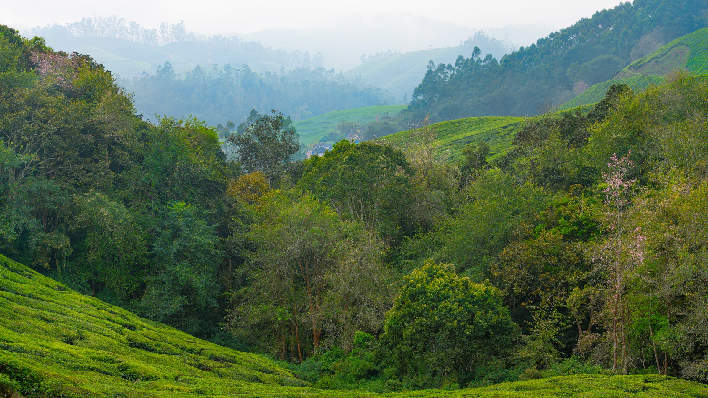 Rolling Hills of Vattavada