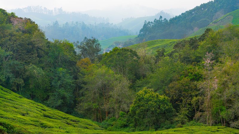 Rolling Hills of Vattavada