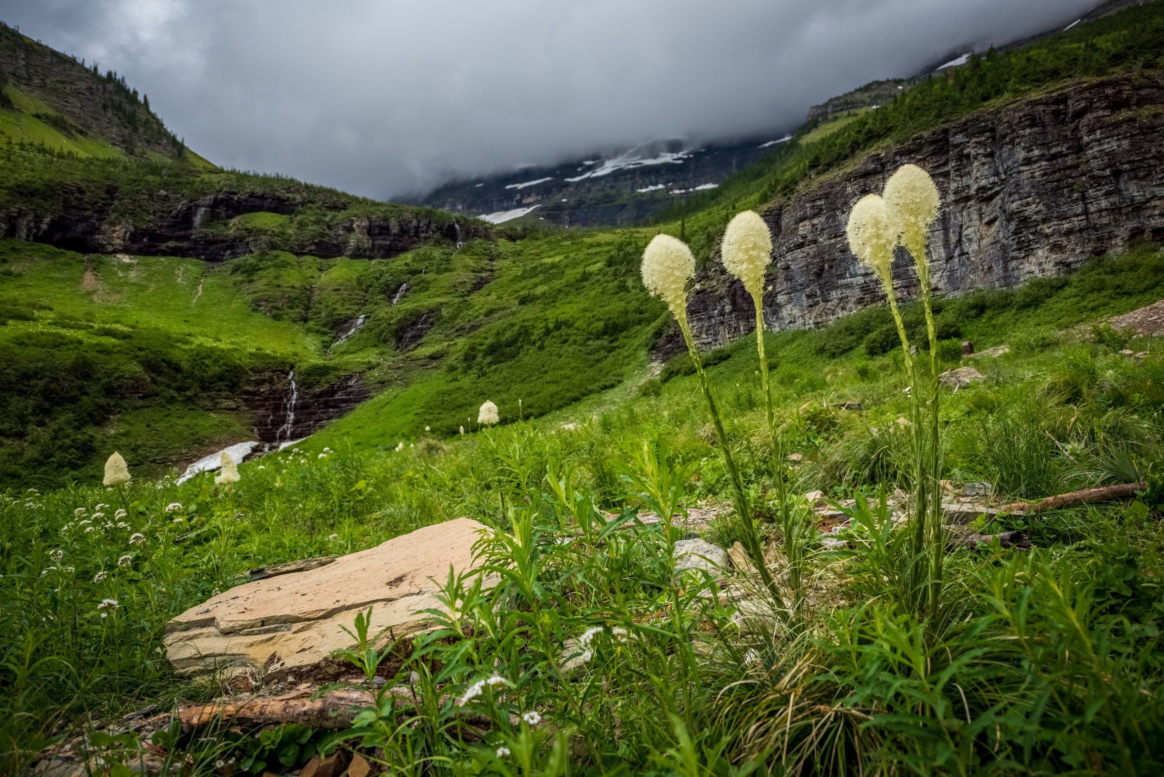 Beargrass blooming in Glacial National Park, Montana