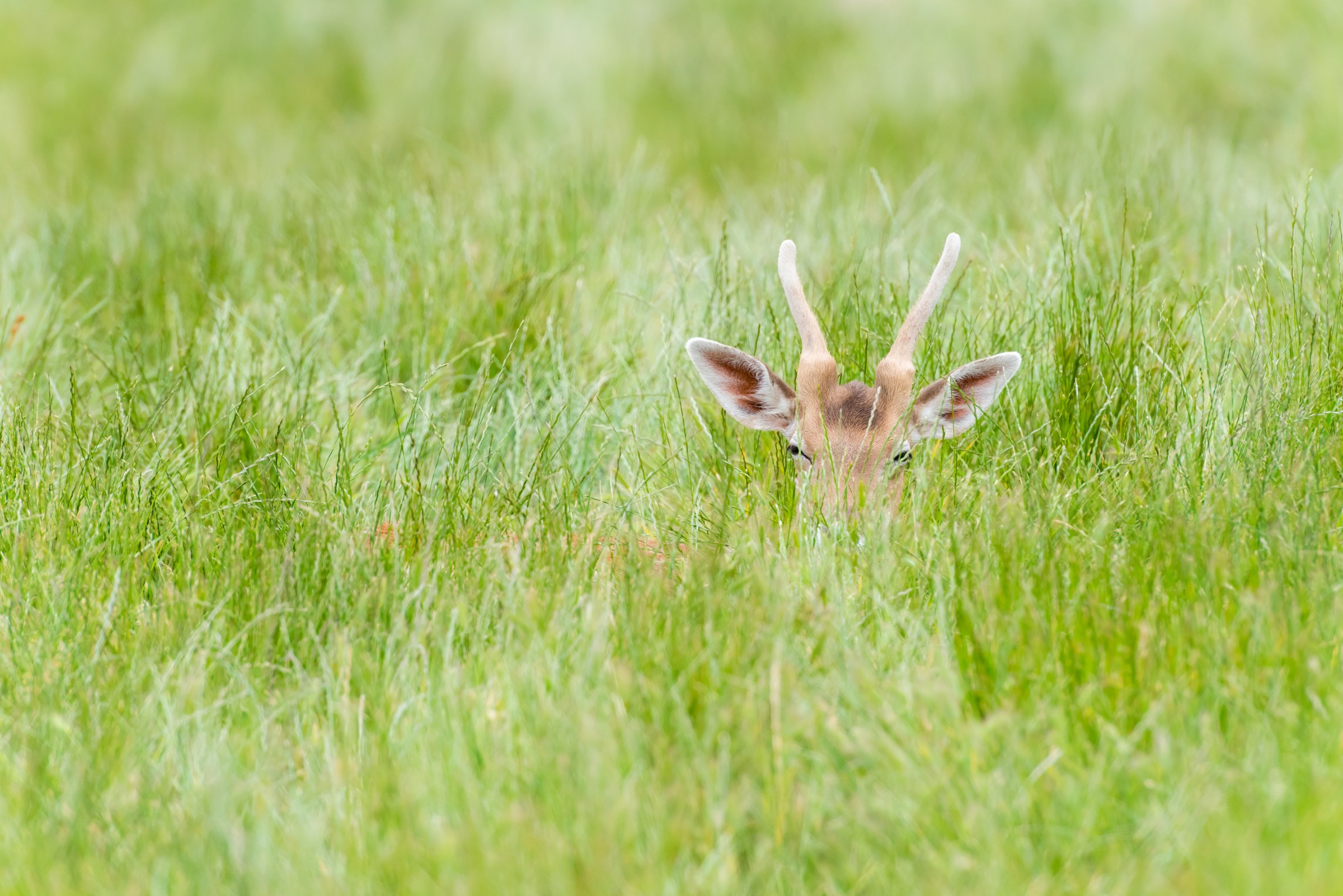 A young buck with velvet antlers