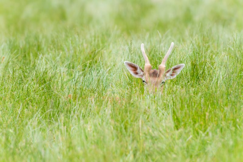 wildlife