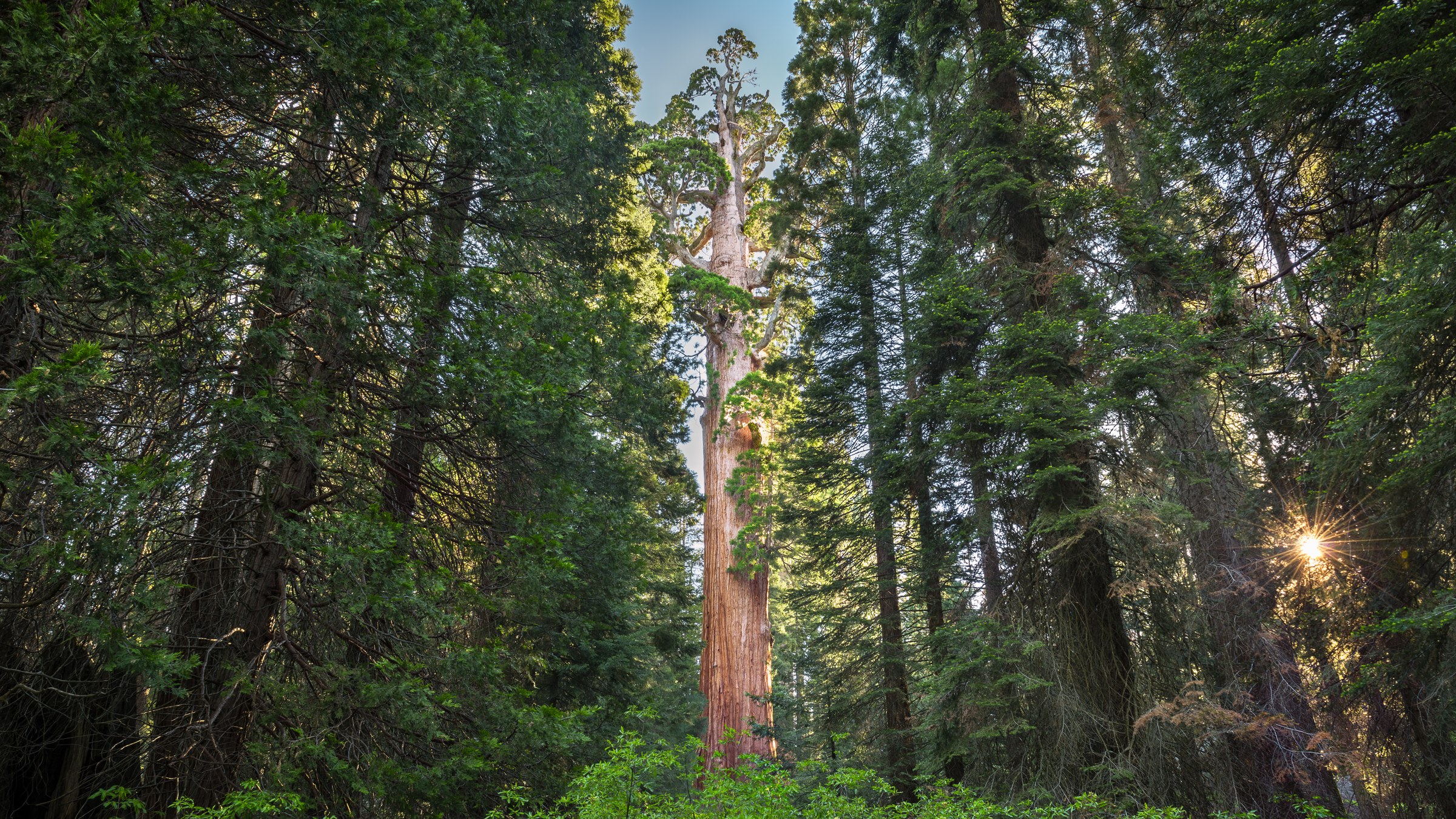 The General Grant Tree