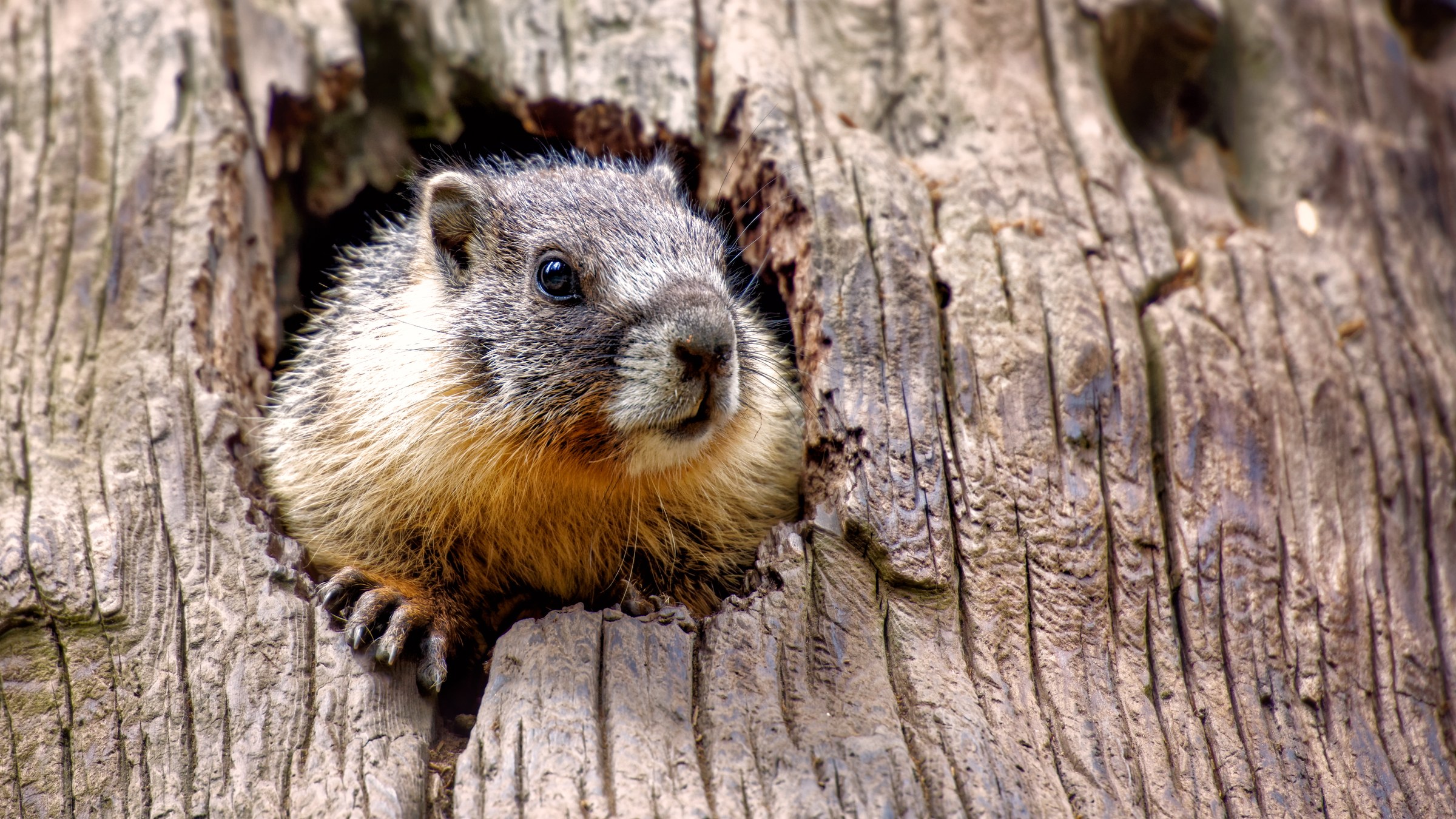 A yellow-bellied marmot peeking out of a hole in a giant sequoia tree, Sequoia National Park, California