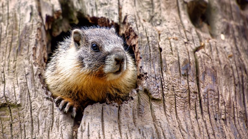 A yellow-bellied marmot peeking out of a hole in a giant sequoia tree, Sequoia National Park, California
